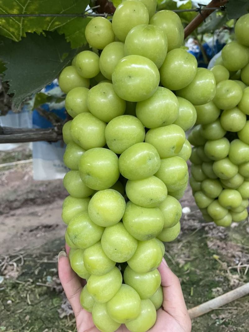 阳光玫瑰批发