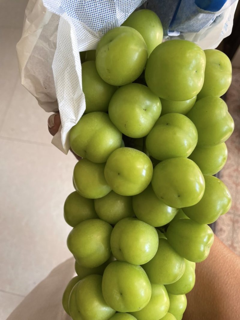 阳光玫瑰批发