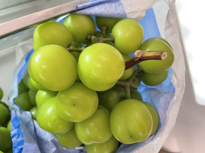 阳光玫瑰批发