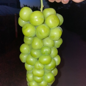 阳光玫瑰批发
