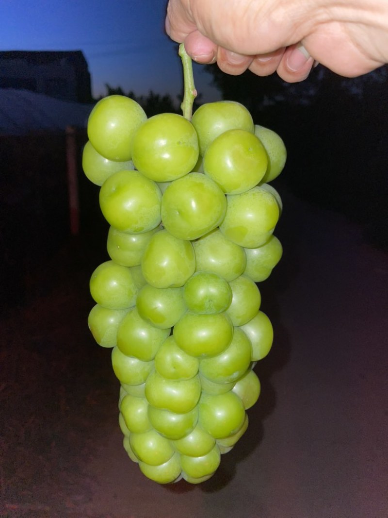 阳光玫瑰批发