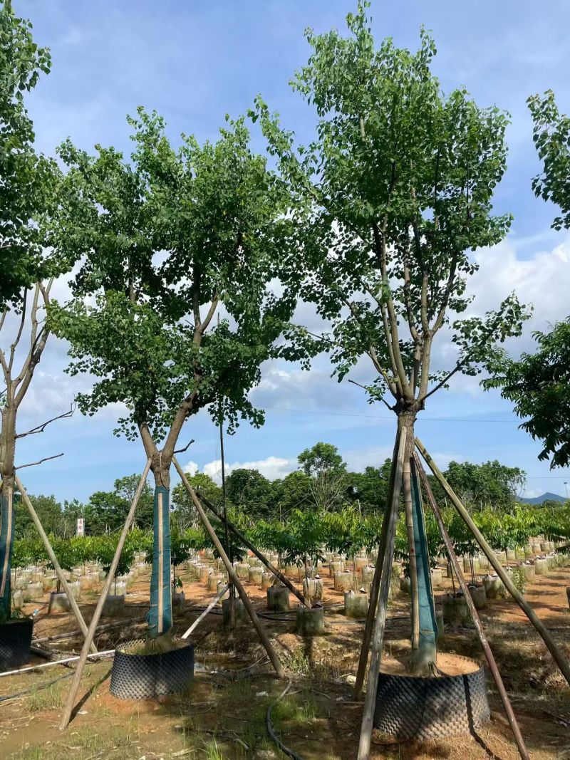 乌桕15-18公分。普宁苗木基地
