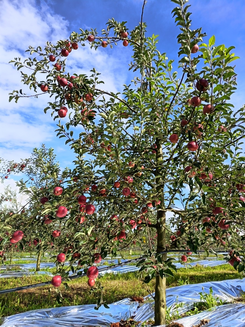 红露苹果