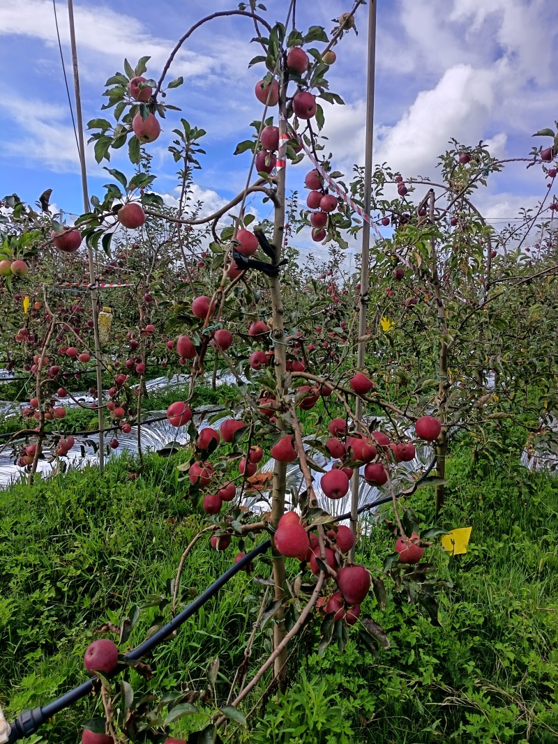 红露苹果