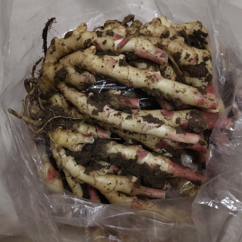 小黄姜