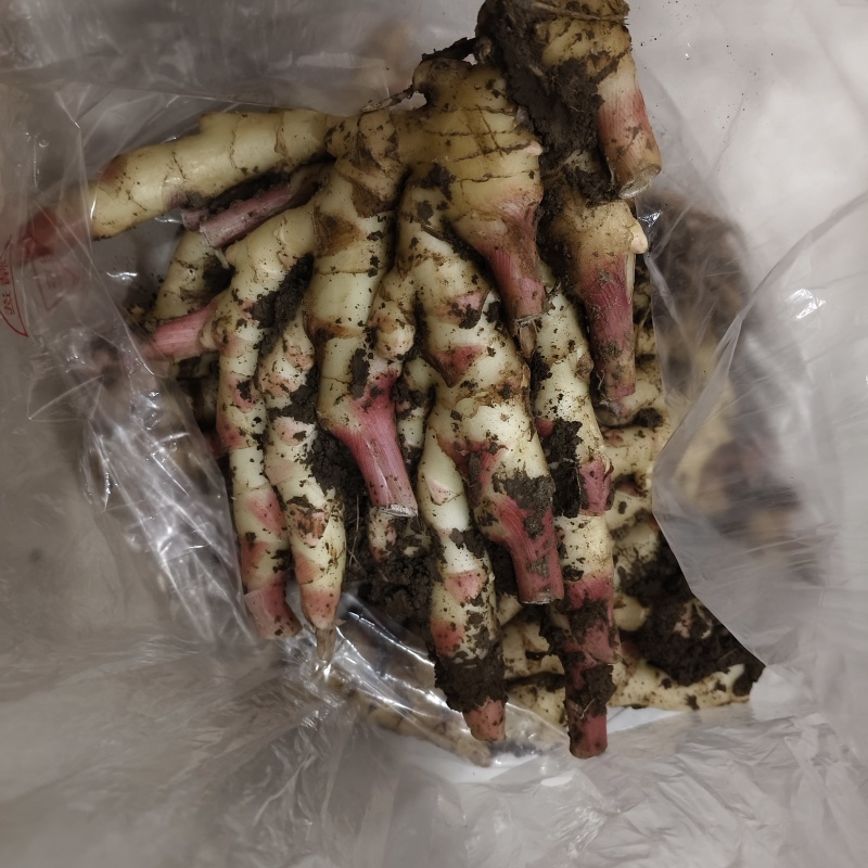 小黄姜