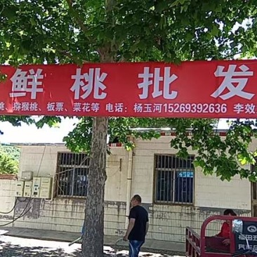 猕猴桃博山产地直销自家果园，代收代购，有意联系图☎️