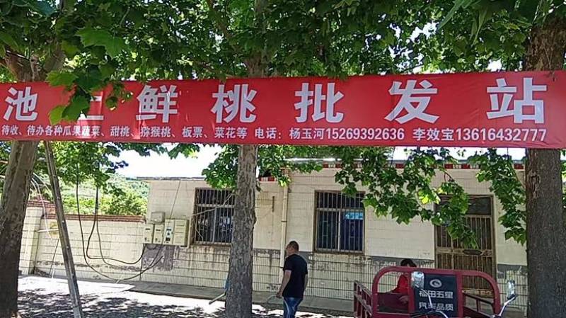 猕猴桃博山产地直销自家果园，代收代购，有意联系图☎️