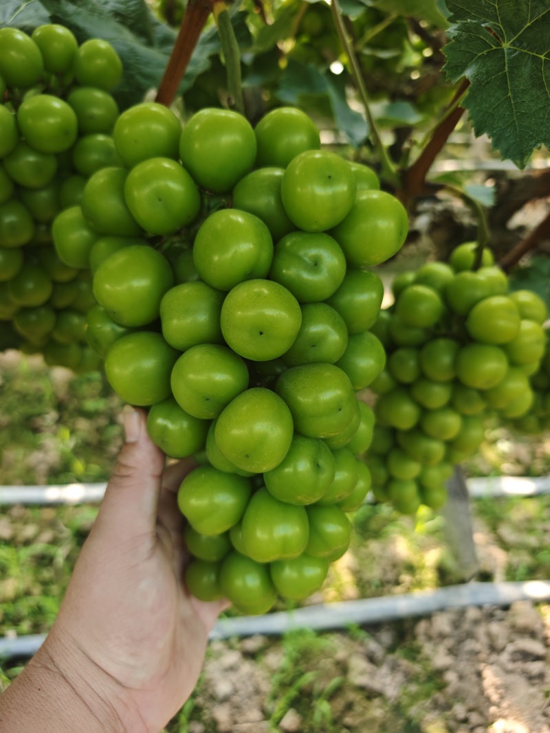 澧县产地阳光玫瑰早熟可以上市了