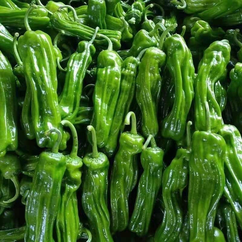 内蒙无呼叫，昼夜温差大，口感好，皮薄