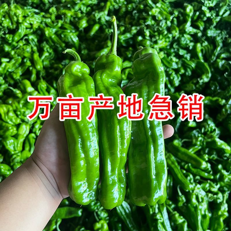 内蒙无呼叫，昼夜温差大，口感好，皮薄
