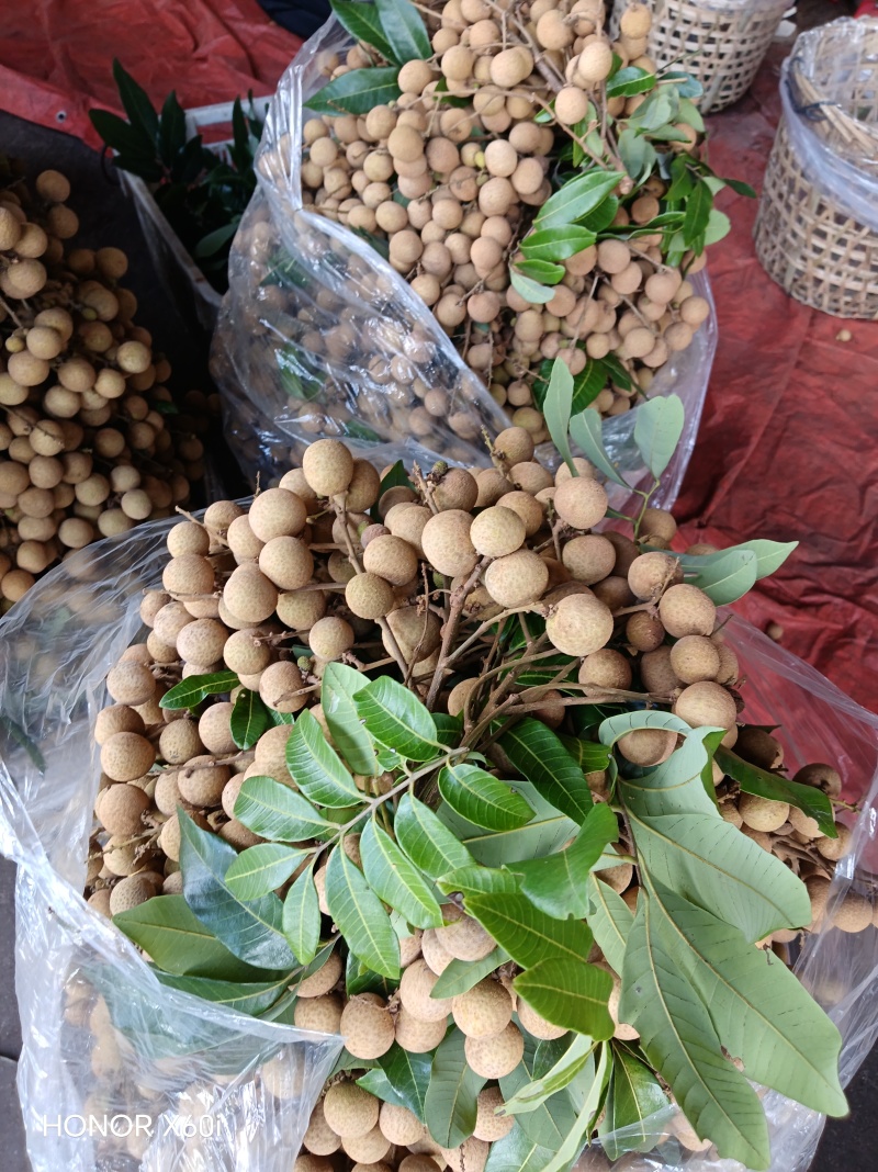 广东饶平产地龙眼