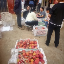 昭通苹果🍎