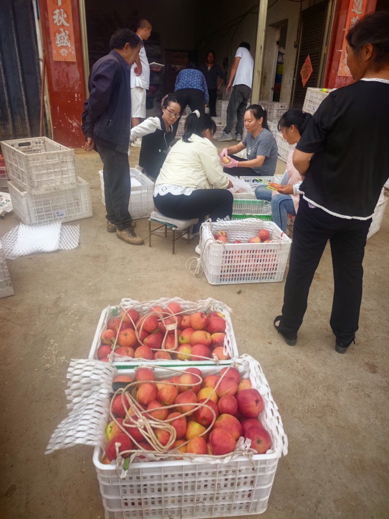 昭通苹果🍎