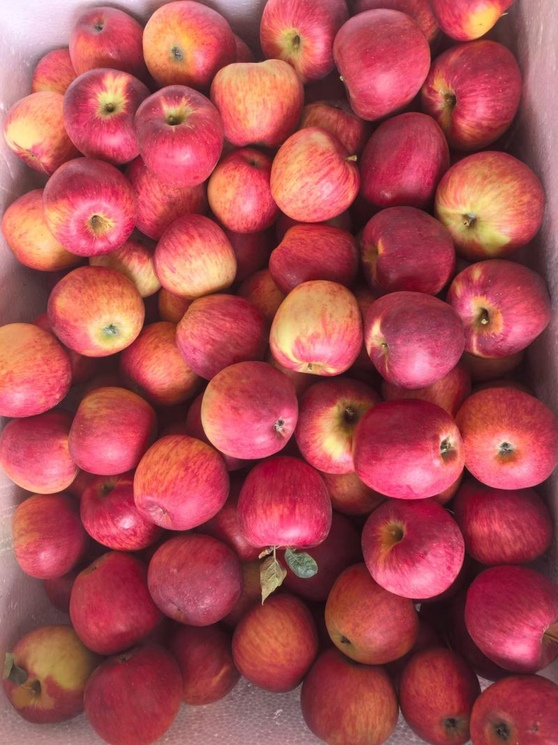 昭通苹果🍎