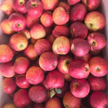 昭通苹果🍎