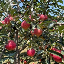 昭通苹果🍎
