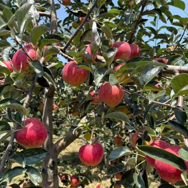 昭通苹果🍎