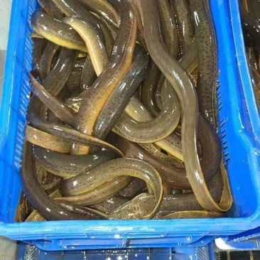 孟加拉纯野生黄蟮（50～100克/条）、纯野生大青蟹
