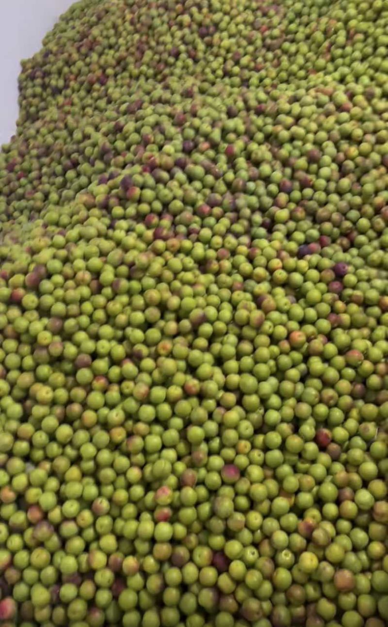 青脆李子20克起步