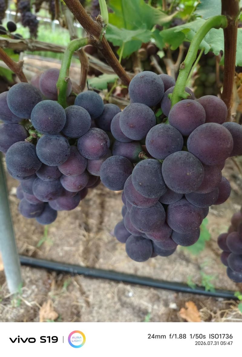 大量甬优1号葡萄品质**口感好
