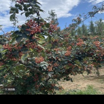 花椒鲜花椒