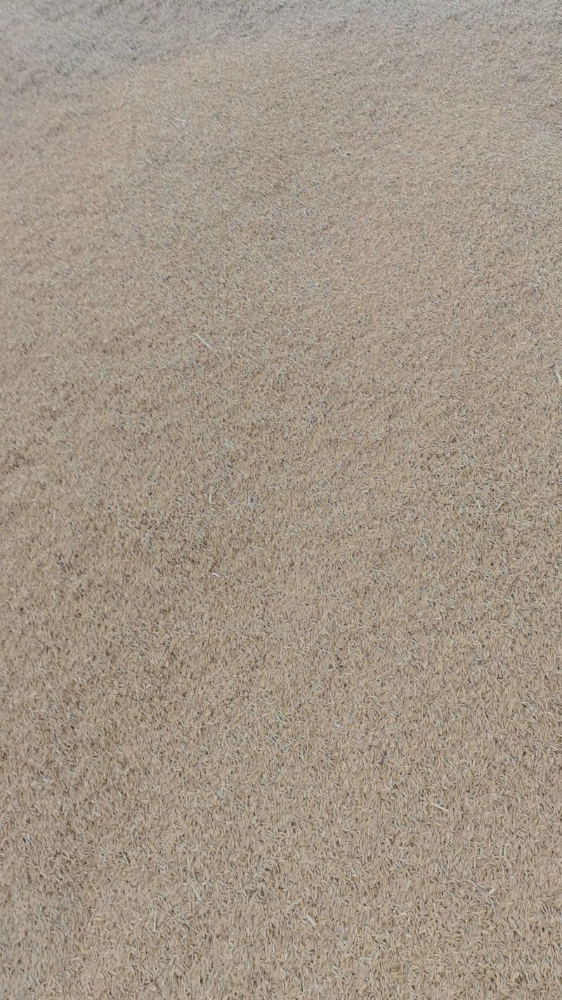 早稻干谷