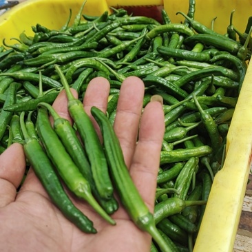 樟树港辣椒
