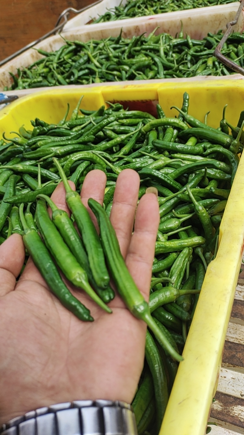 樟树港辣椒