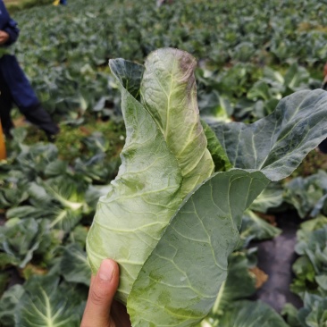 云南昭通高山牛心菜甘蓝