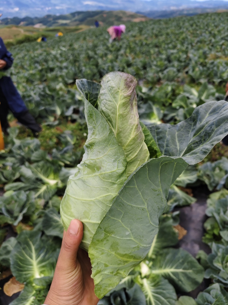 云南昭通高山牛心菜甘蓝