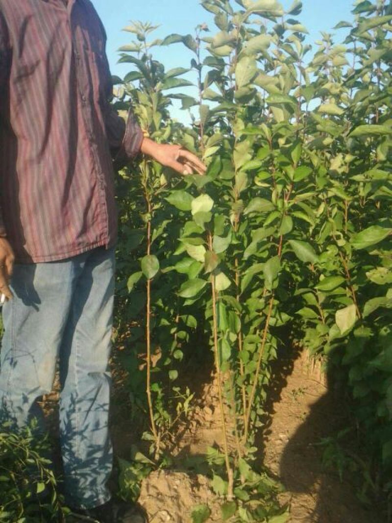 李子树苗50~100cm