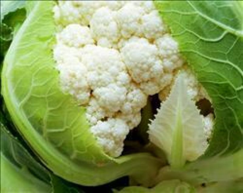 白花菜散装