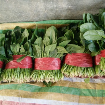 越冬菠菜20~25厘米