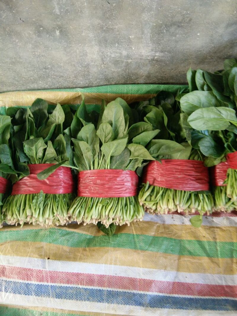 越冬菠菜20~25厘米