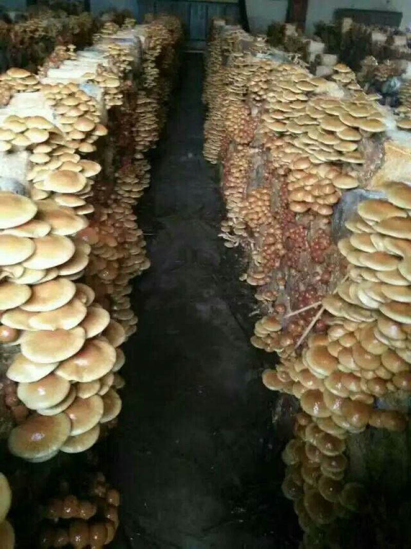 滑子菇干品