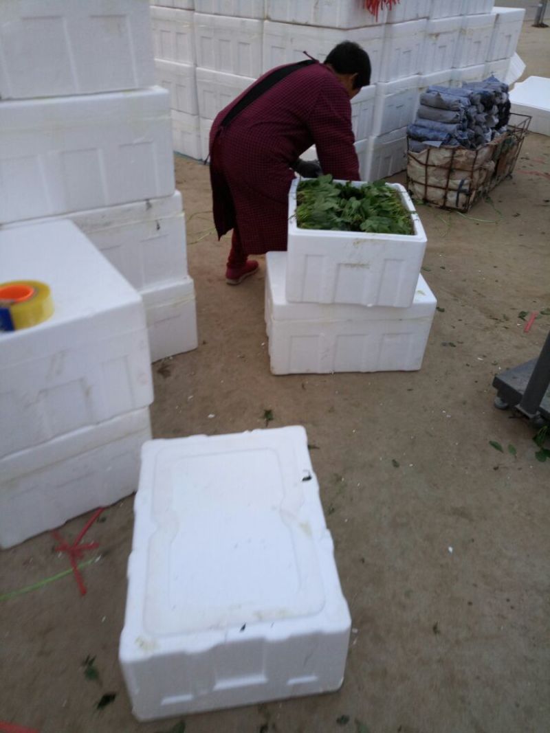 菠菜10~15厘米