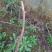 夏黑葡萄苗3年80~110cm