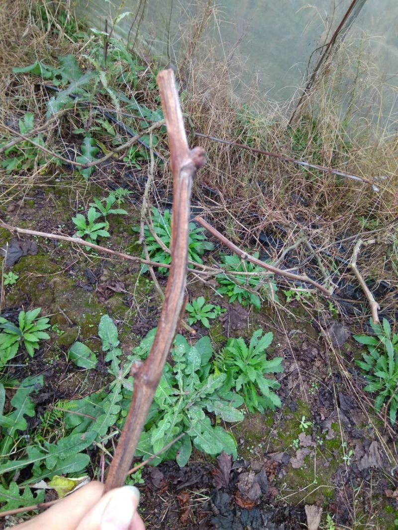 夏黑葡萄苗3年80~110cm
