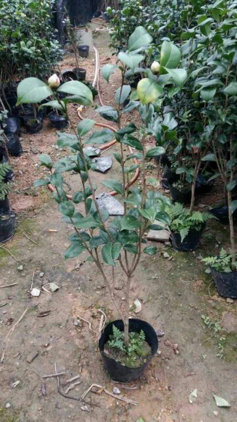 茶花树