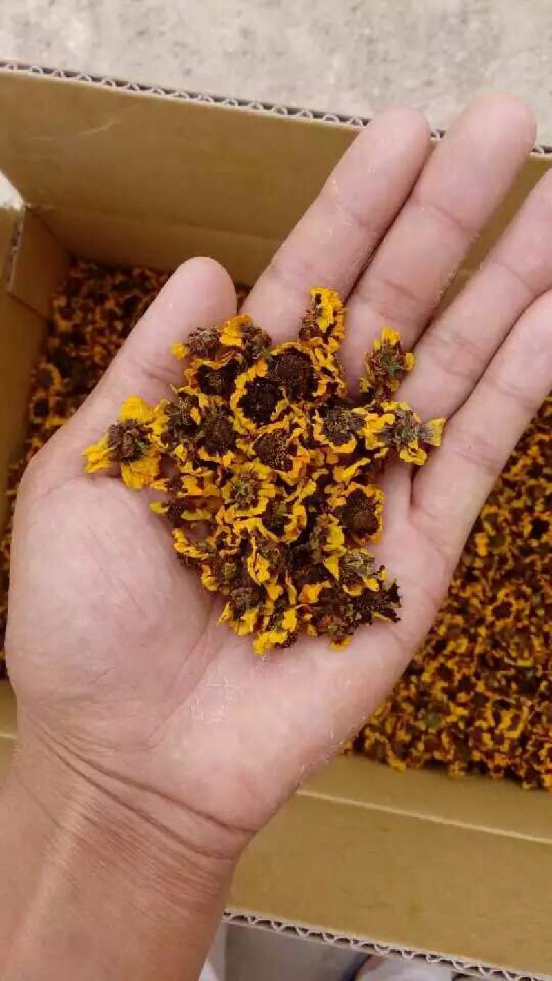 雪菊