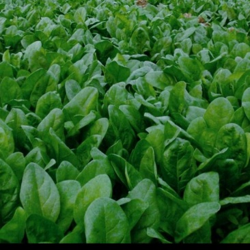大叶菠菜15~20厘米