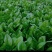 大叶菠菜15~20厘米