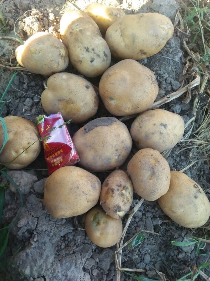 荷兰十五土豆个头大皮毛