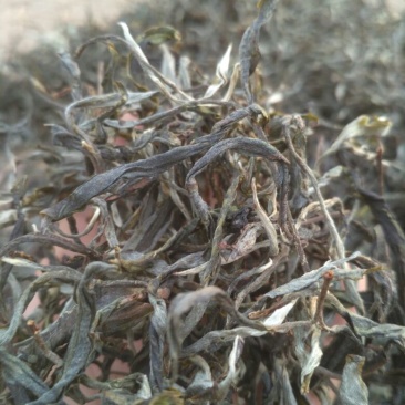 普洱茶
