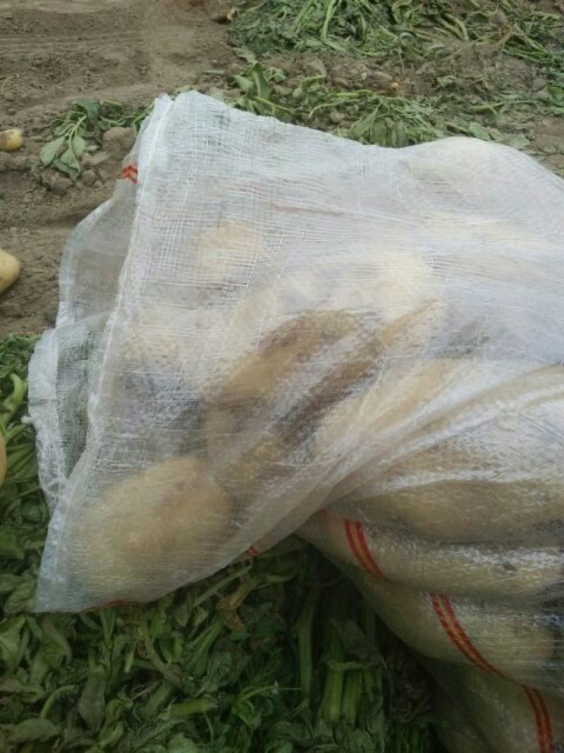 荷兰十五土豆2两以上，色泽光滑无半月头，虫眼，。