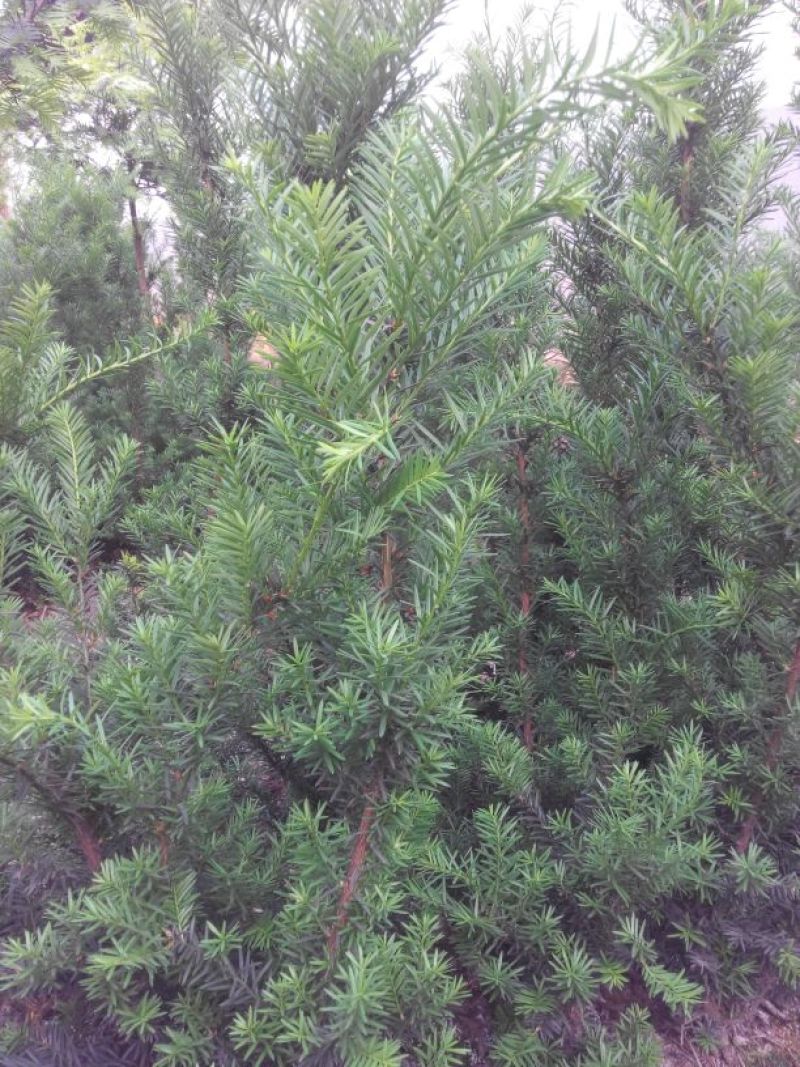 红豆杉盆景不含盆50~80cm