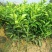 软枝油茶树30~50cm