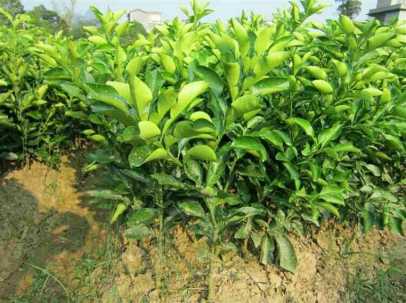 软枝油茶树30~50cm