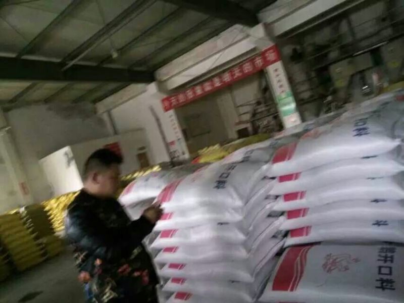 狮头鹅苗
